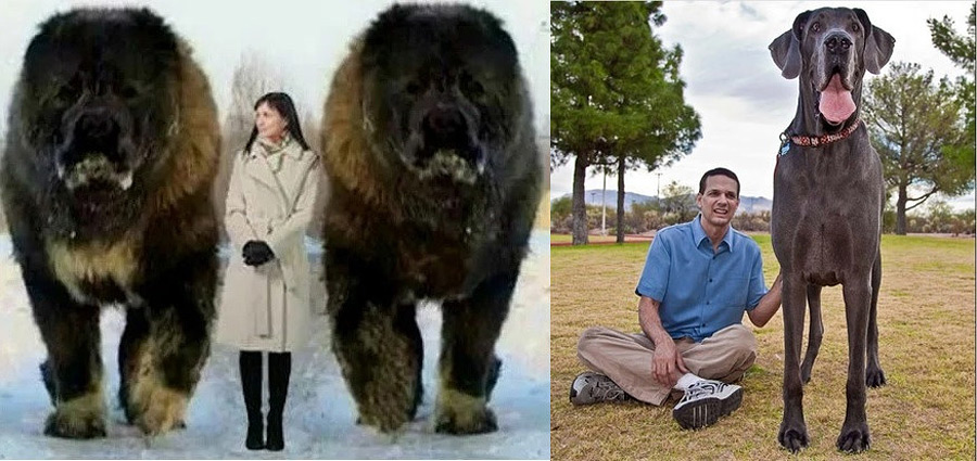 Тибетский мастиф, немецкий дог и другие большие собаки, внешний вид которых впечатляет