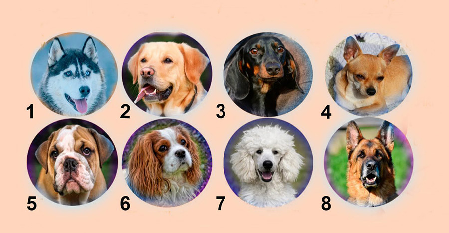 Психологический тест: собака, которая вам нравится, расскажет о вашем характере