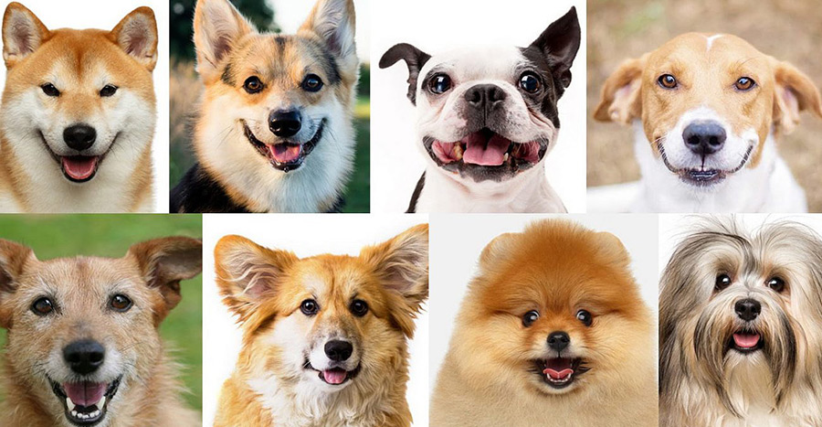 Психологический тест: собака, которая вам нравится, расскажет о вашем характере