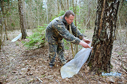 Бобруйский лесхоз закончил сбор березового сока. Сколько, кому и почем?