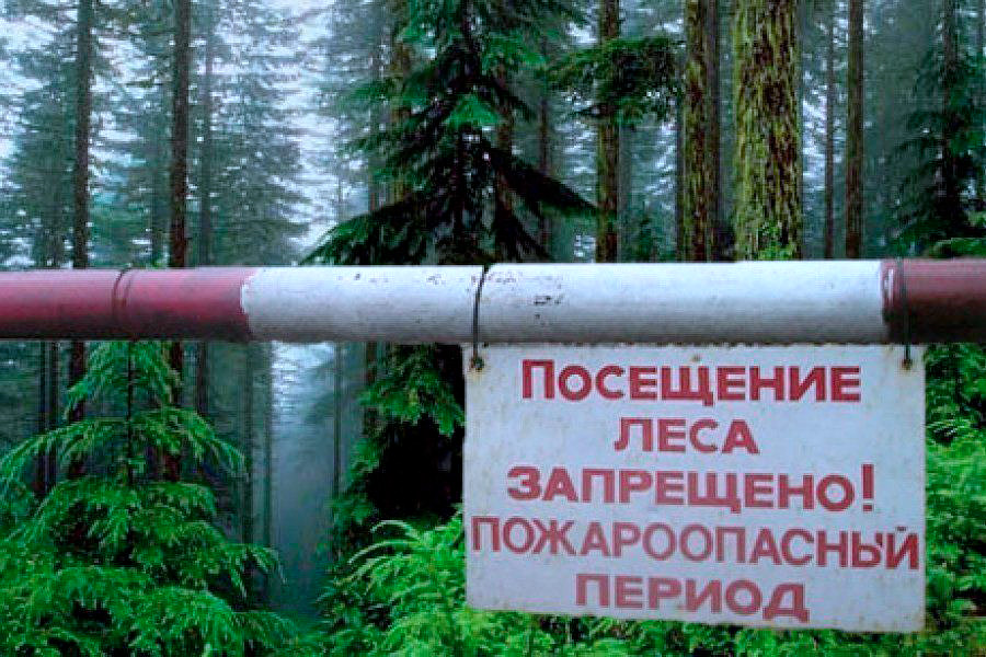 Запрет на посещение лесов введен в Бобруйском районе