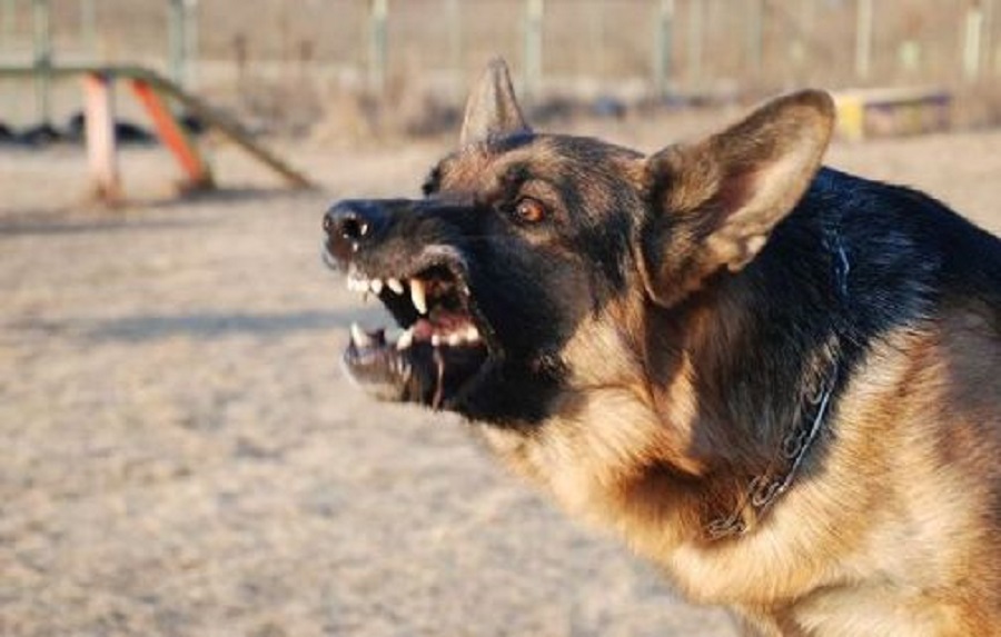 «У нее был почти вырван глаз»: суд в Бобруйске разбирался с обстоятельствами и последствиями нападения собаки