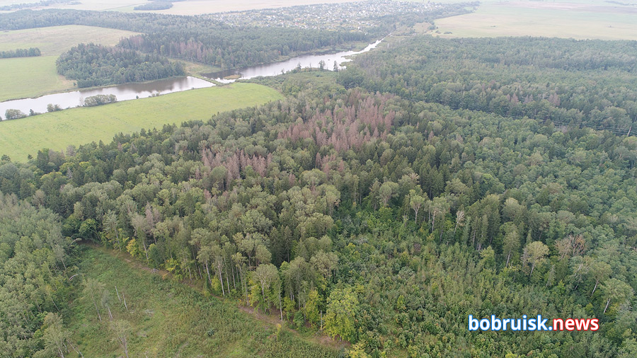 В Бобруйском районе удалось избавиться от опасного «лесного вируса». Но на смену ему пришел новый…