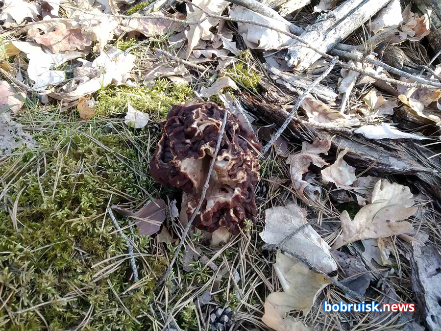 Первые весенние грибы и цветы в лесу под Бобруйском