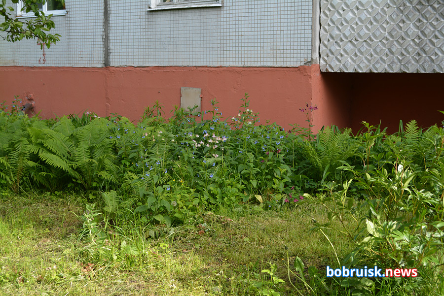 Почему во дворах Бобруйска вырубают кусты и акацию?