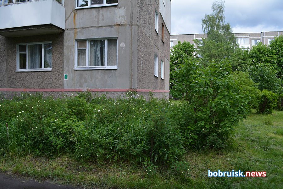 Почему во дворах Бобруйска вырубают кусты и акацию?