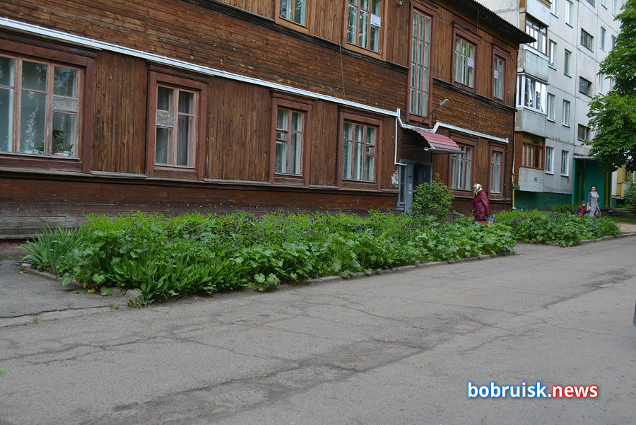 Почему во дворах Бобруйска вырубают кусты и акацию?