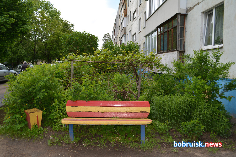 Почему во дворах Бобруйска вырубают кусты и акацию?