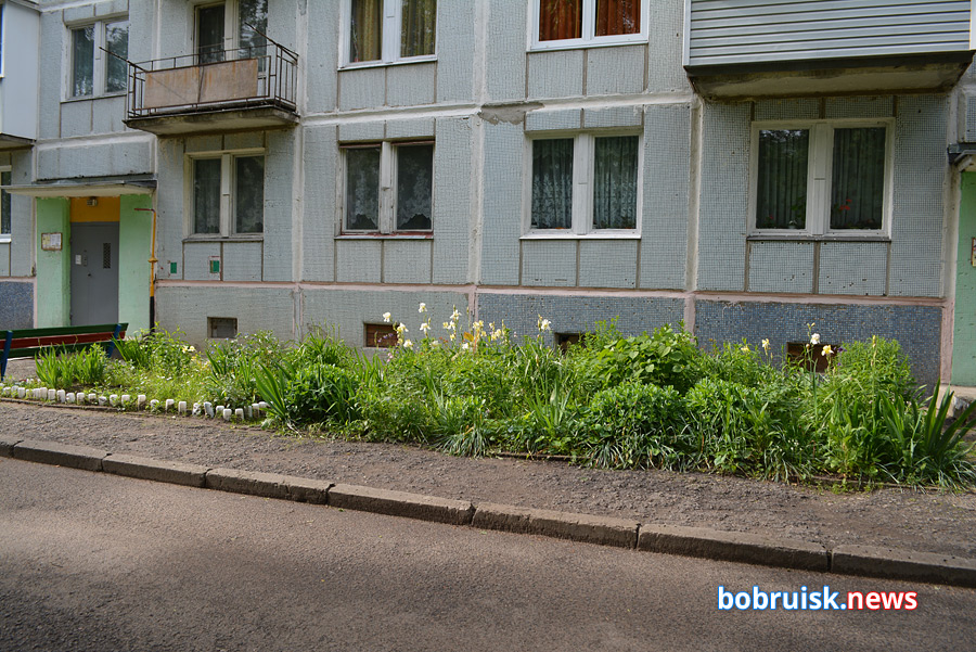 Почему во дворах Бобруйска вырубают кусты и акацию?