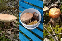 Вы не поверите – в лесу под Бобруйском появились грибы!