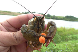 Ловите раков правильно!