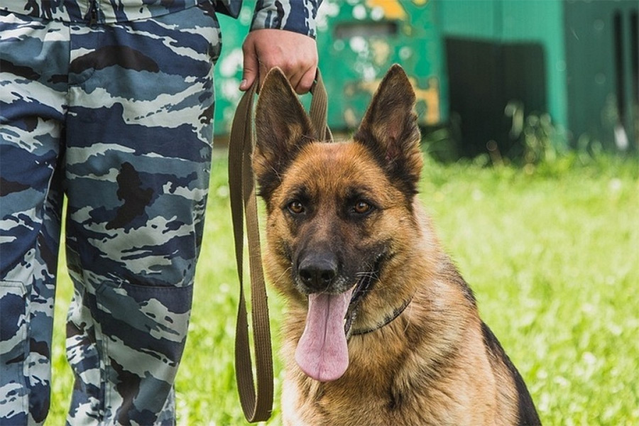 В Бобруйске служебная собака по следу нашла мужчину, похитившего из магазина продукты