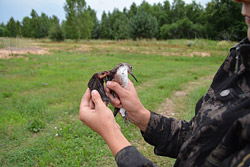 Спасение крылатых в Бобруйске