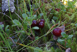 Названы сроки сбора брусники и клюквы. Предусмотрены и штрафы