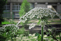 «Месть Сталина», золотарник и «бешеный огурец». Как они чувствуют себя в Бобруйске