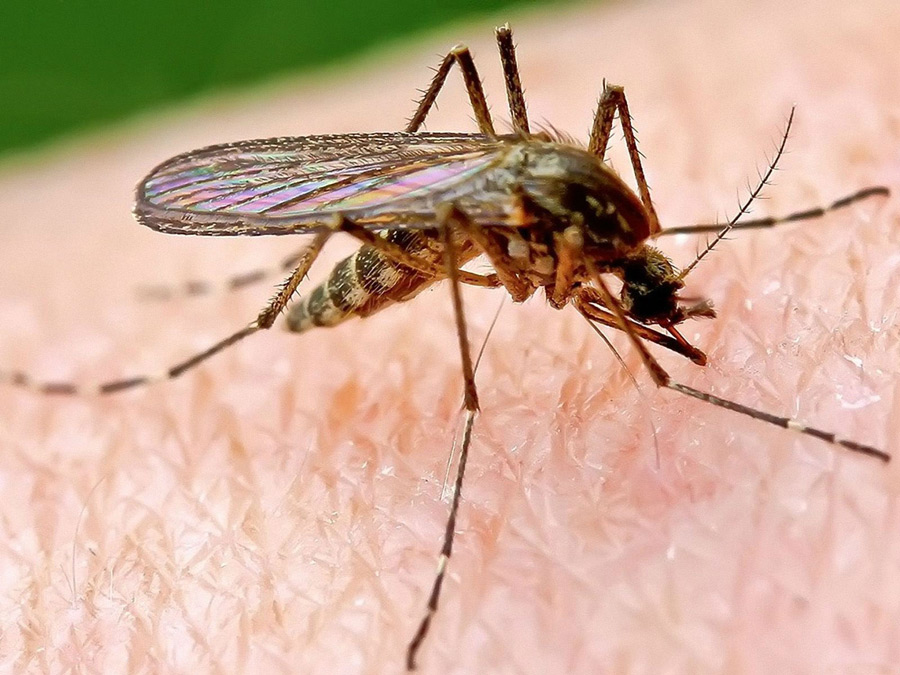 В Турции появились смертельно опасные комары