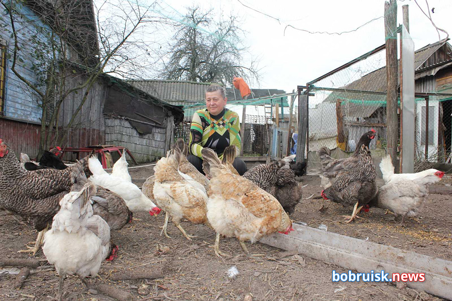 «Они голубые!» На подворье в Бобруйском районе – необычные жители 