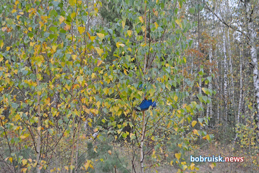 Осенний лес под Бобруйском