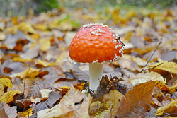 Бобруйщина: лебединая сказка осени