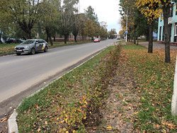 Чем заменили туи в Бобруйске