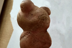 Бобруйчанин выкопал двустороннюю картошку