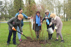 Аллею «За Беларусь!» заложили в День матери в Бобруйском районе