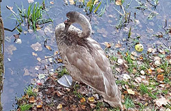 До Бобруйска дошла весть об ужасном преступлении (18+)