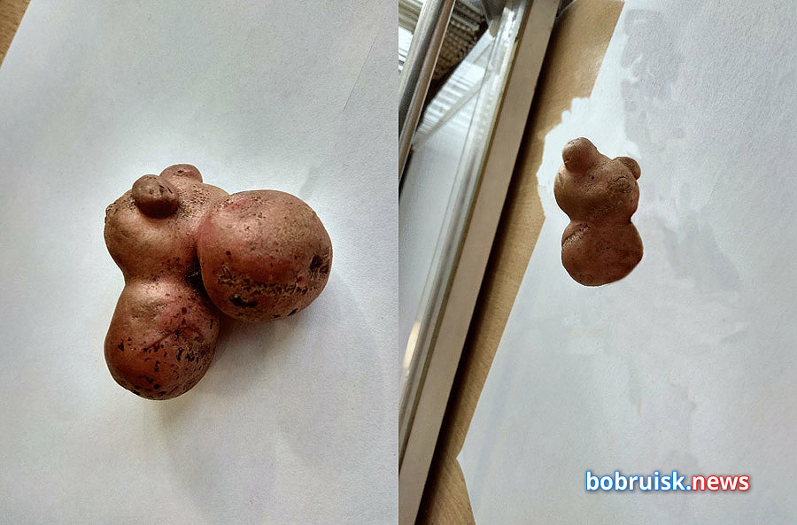 Бобруйчанин выкопал двухстороннюю картошку