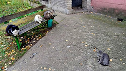 Бобруйский котофакт