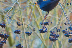 Ученые назвали растительные продукты, которые могут подавлять коронавирус