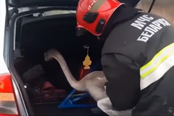 Как сотрудники ГАИ и спасатели лебедя ловили (видео)