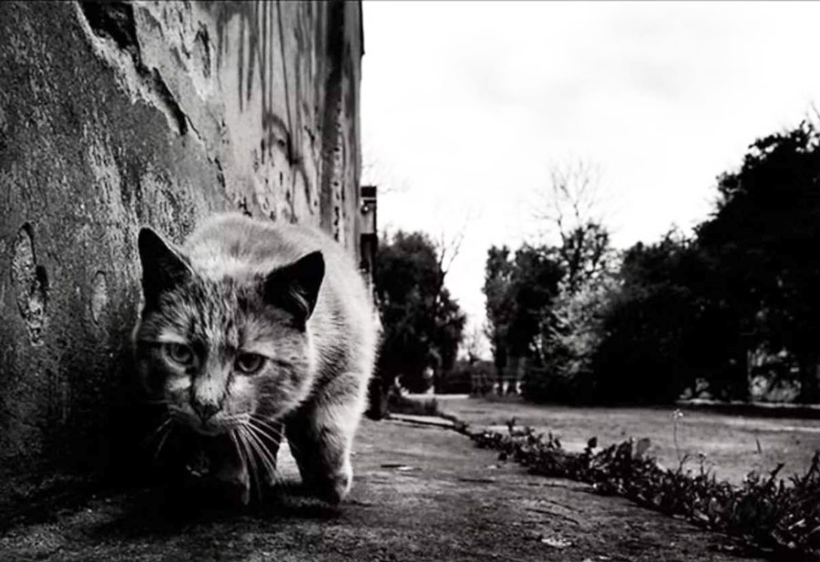 Дело о сбежавшей "невесте": побег бобруйской кошки стал поводом для судебного процесса