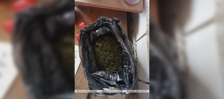 Задержан бобруйчанин, хранивший дома пакет с марихуаной