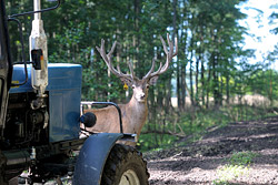 Кого в бобруйских лесах солью кормят?