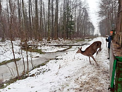 Под Бобруйском снова открылся «санаторий» для оленей