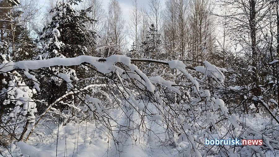 Лестница в небо, развалины под снегом и проспект в лесу. Что происходит зимой на секретной окраине Бобруйска