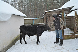 Китайский Новый год и бычок из Леккерты