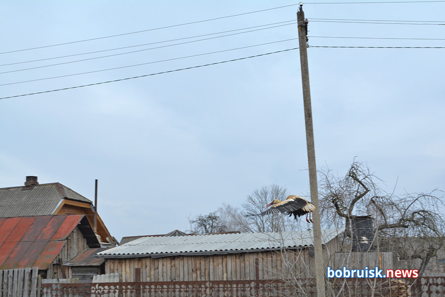 Зимовавшего под Бобруйском аиста выпустили на волю