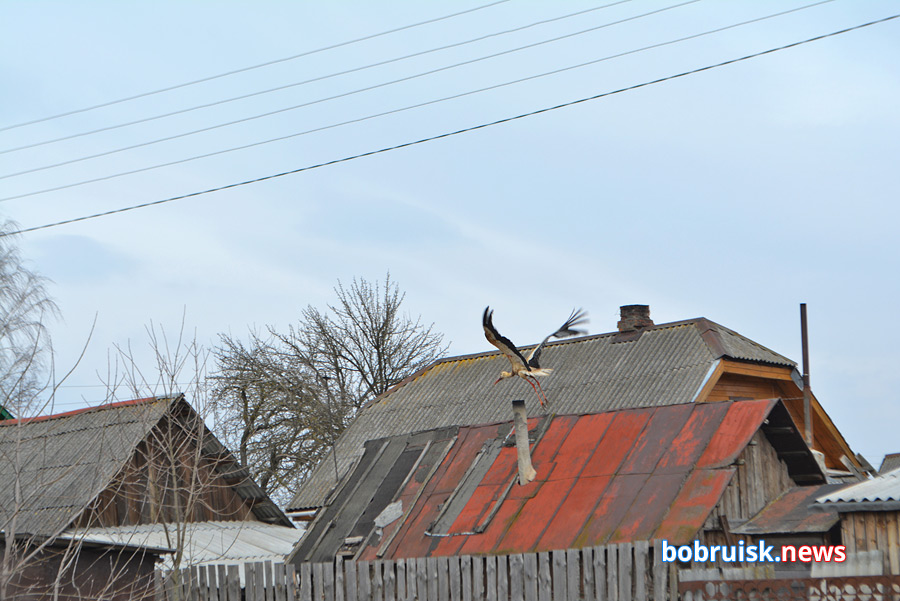 Зимовавшего под Бобруйском аиста выпустили на волю