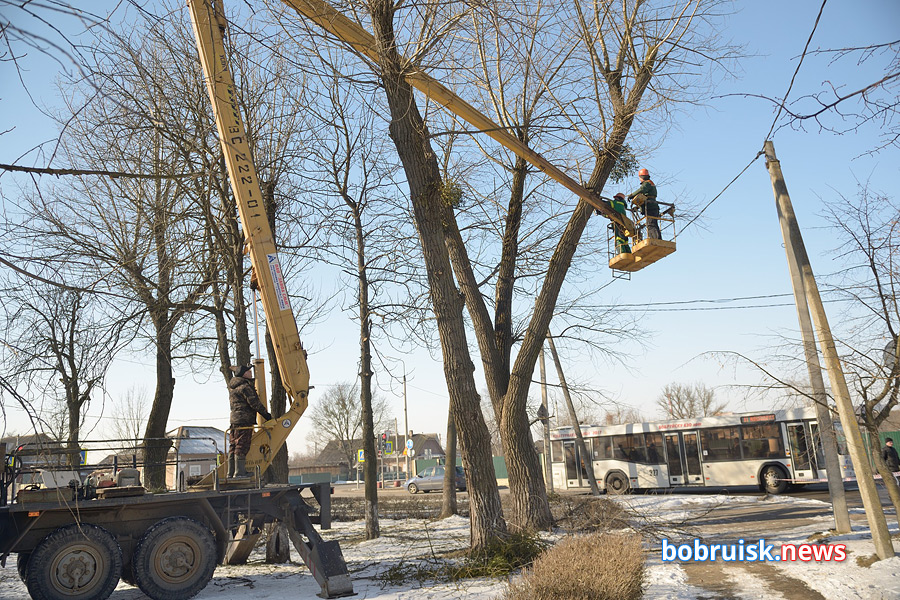 Почему в Бобруйске круглый год обрезают деревья