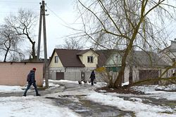 Бобруйчане предлагают решить проблему опасных собачьих стай