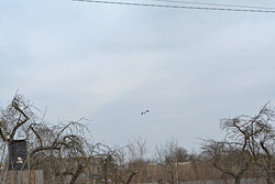 Почему опустело «гнездо» аиста, спасенного от мороза близ Бобруйска?