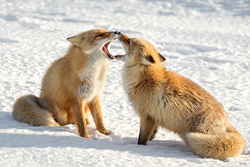 Лисицы парами гуляют по Бобруйску