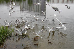 С 13 марта начинается сезон весенней охоты на водоплавающих птиц