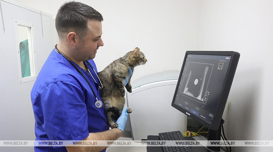 В Лиде проводят уникальную операцию по протезированию передних лап у кошки