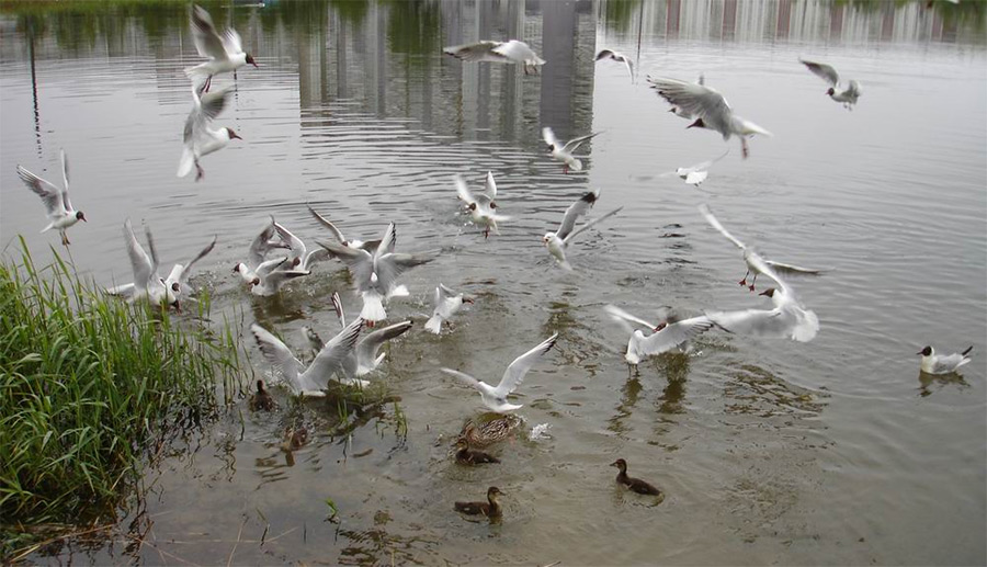 С 13 марта начинается сезон весенней охоты на водоплавающих птиц