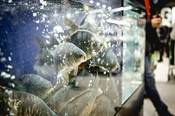 В Бобруйске на три дня сбросили до 61% с цен на продукты. Что такое Green Days?