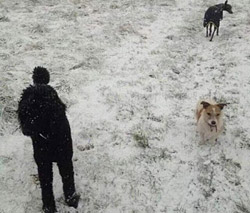 Тест на внимательность: а вы найдете третью собачку?