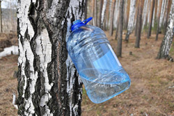 Бобруйские леса полны березового сока. Сколько тонн уже «наплакали» деревья?