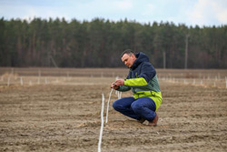 Первую плантацию грецкого ореха высадили под Бобруйском